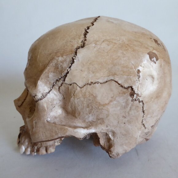 NEW ARTISAN HANDCRAFTED REALISTIC HUMAN SKULL HALLOWEEN PROP ODDITY - Picture 10 of 11